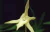 Angraecum.sesquipedale.jpg (14602 bytes)