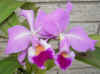 Cattleya.labiata.jpg (49556 bytes)