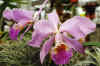 Cattleya.lueddemanniana.jpg (41481 bytes)