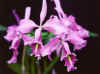 Cattleya.maxima.jpg (34766 bytes)