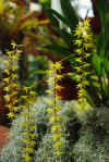 Dendrochilum.pangasinanense.jpg (49839 bytes)