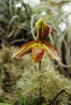 Paphiopedilum.affine.jpg (38356 bytes)